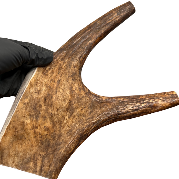 13" XL Moose Claw (Medium-high density)