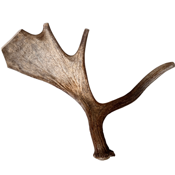 Large Whole Moose Antler
