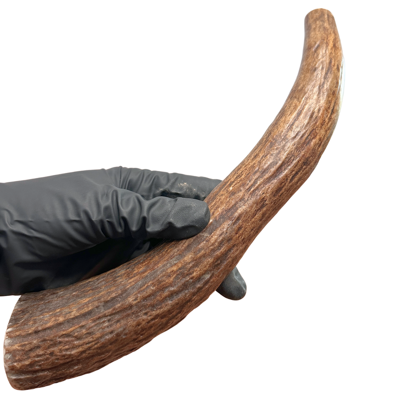 12" Moose Tine (Strong Chewers)