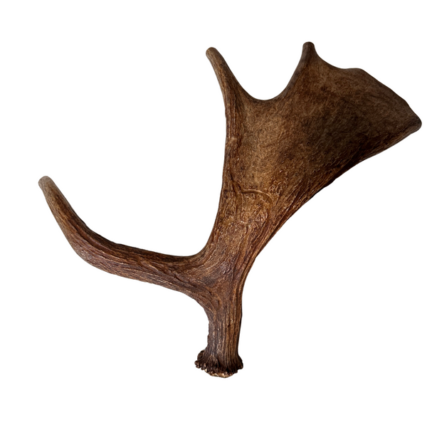 Large Whole Moose Antler