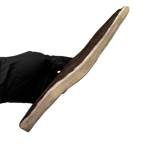 Larger Moose Paddle (Exposed Marrow 4 Sides/Medium Density)