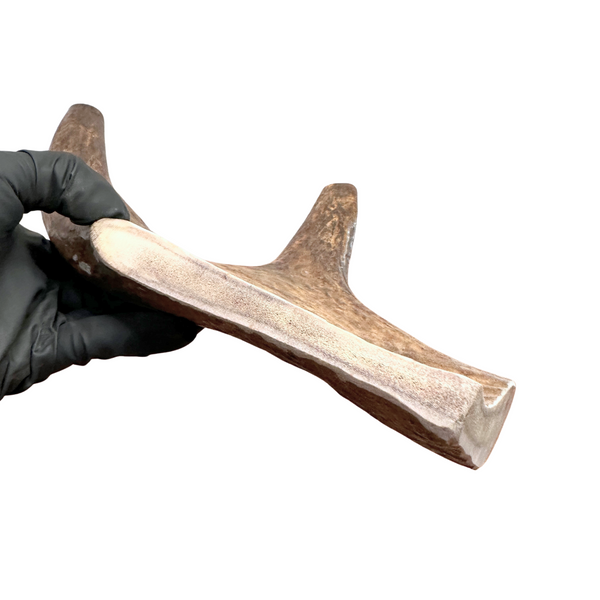13" XL Moose Claw (Medium-high density)