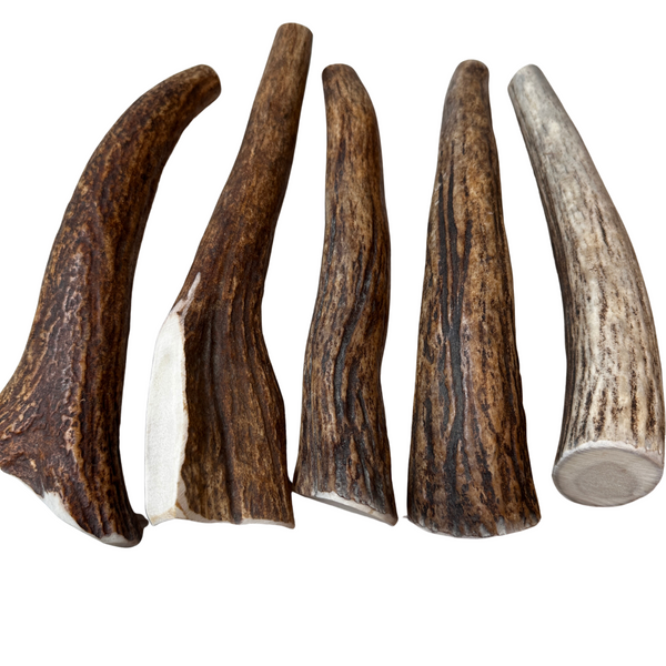 Moose Tines (Strong Chewers/5 Pack)