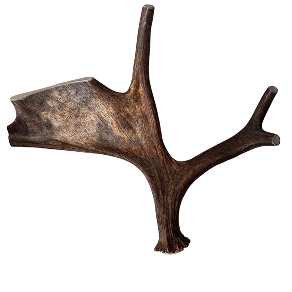 Large Whole Moose Antler