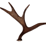 Large Whole Moose Antler (Strong Chewers)