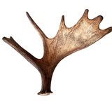 XL Whole Moose Antler