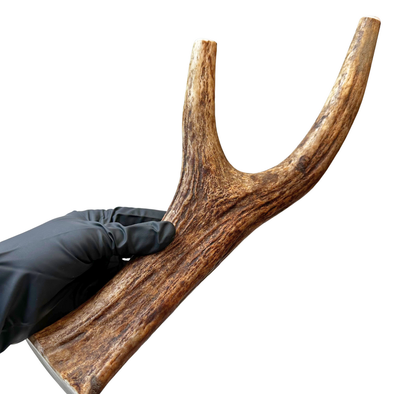 Large Moose Fork (Strong Chewers)