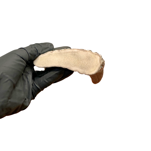 Moose Fork (Medium-high Density)