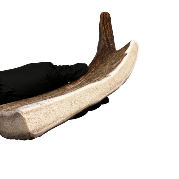 12" Large Partial Split Moose (Medium-high density)