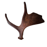 Large Whole Moose Antler