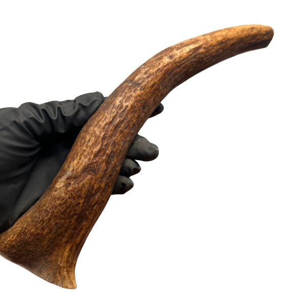 11" Moose Tine (Strong Chewers)
