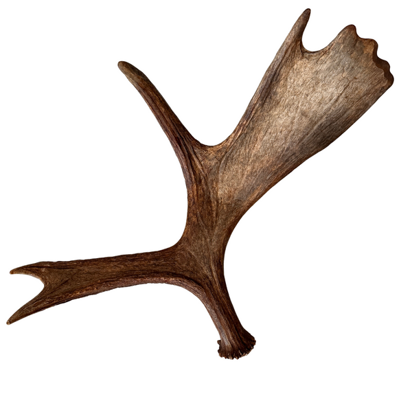 Large Whole Moose Antler