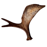 Large Whole Moose Antler