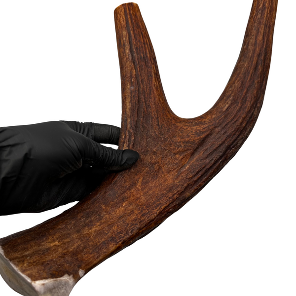 15" XL Moose Fork (Strong Chewers)