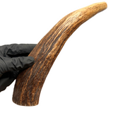11" Moose Tine (Stronger Chewers)