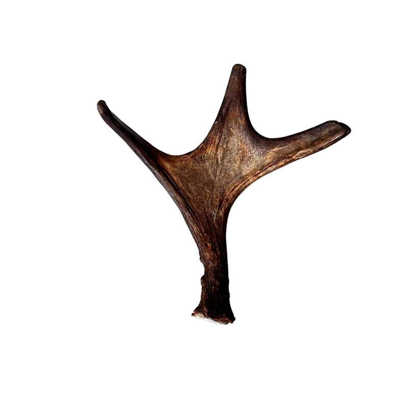 Small Whole Moose Antler