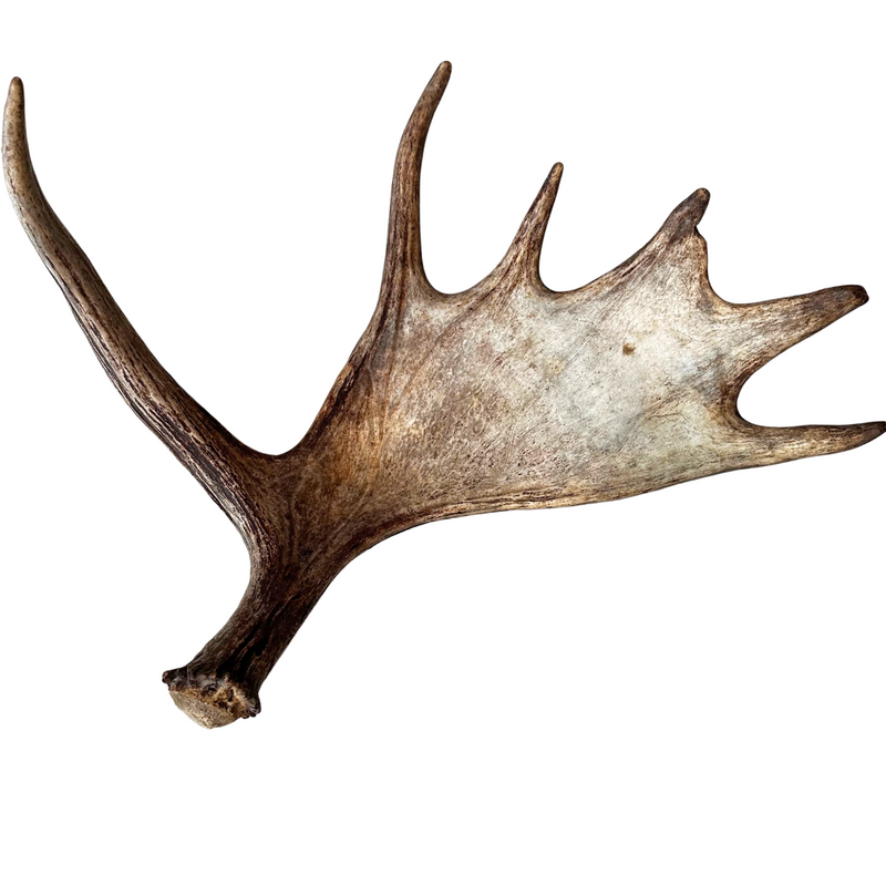 XL Whole Moose Antler