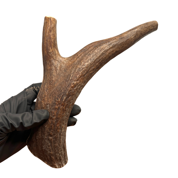 11.5" Moose Tine (Medium-high Density)