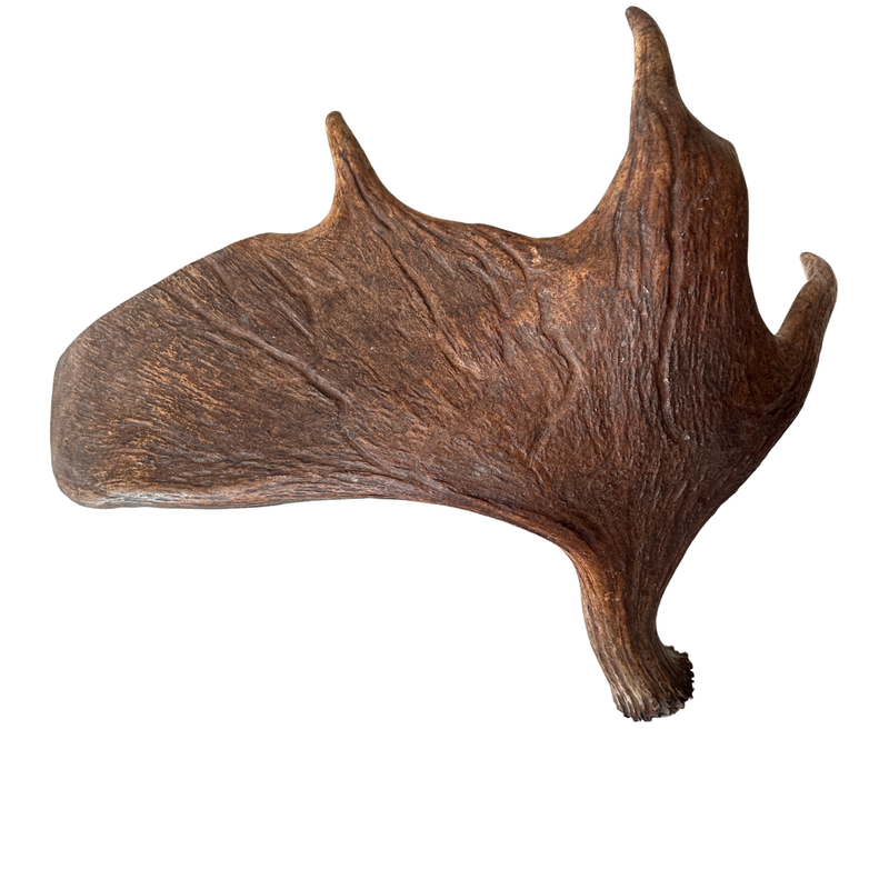 XL Whole Moose Antler