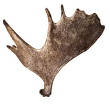 XL Whole Moose Antler