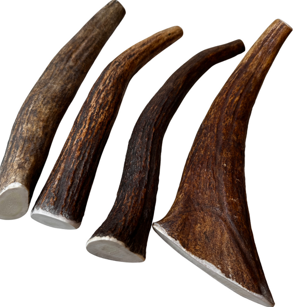 Large Moose Tines (Strong Chewers/4 Pack)