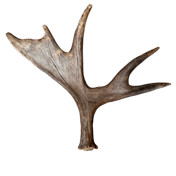 Large Whole Moose Antler