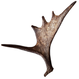 Large Whole Moose Antler