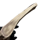13.75" Monster Moose Tine (Strong Chewers)