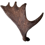 Large Whole Moose Antler