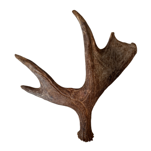 Large Whole Moose Antler