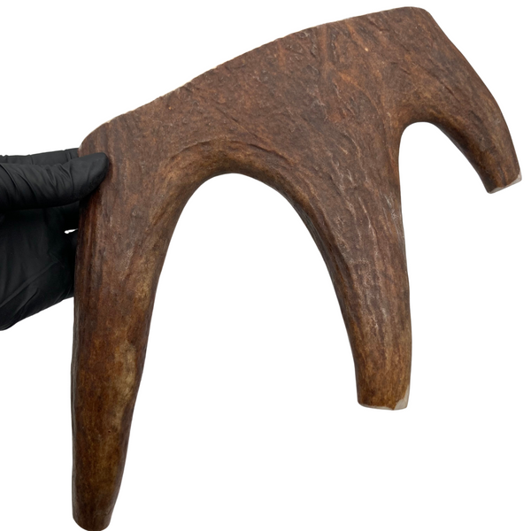 Large Moose Claw (Medium-high Density)