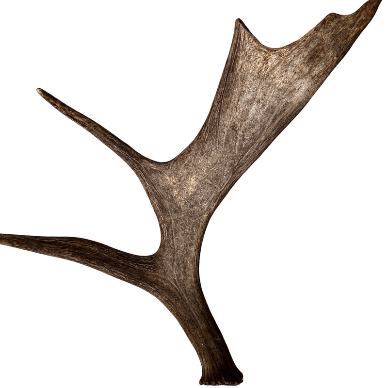 Large Whole Moose Antler