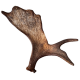 Large Whole Moose Antler