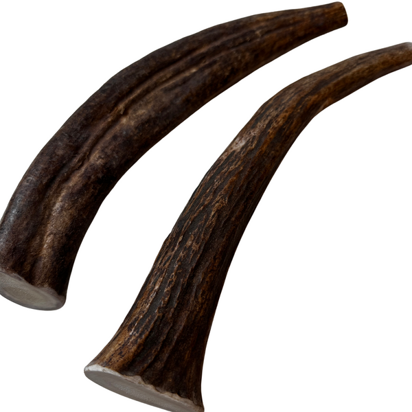 12" XL Moose Tines (Strong Chewers/2 Pack)