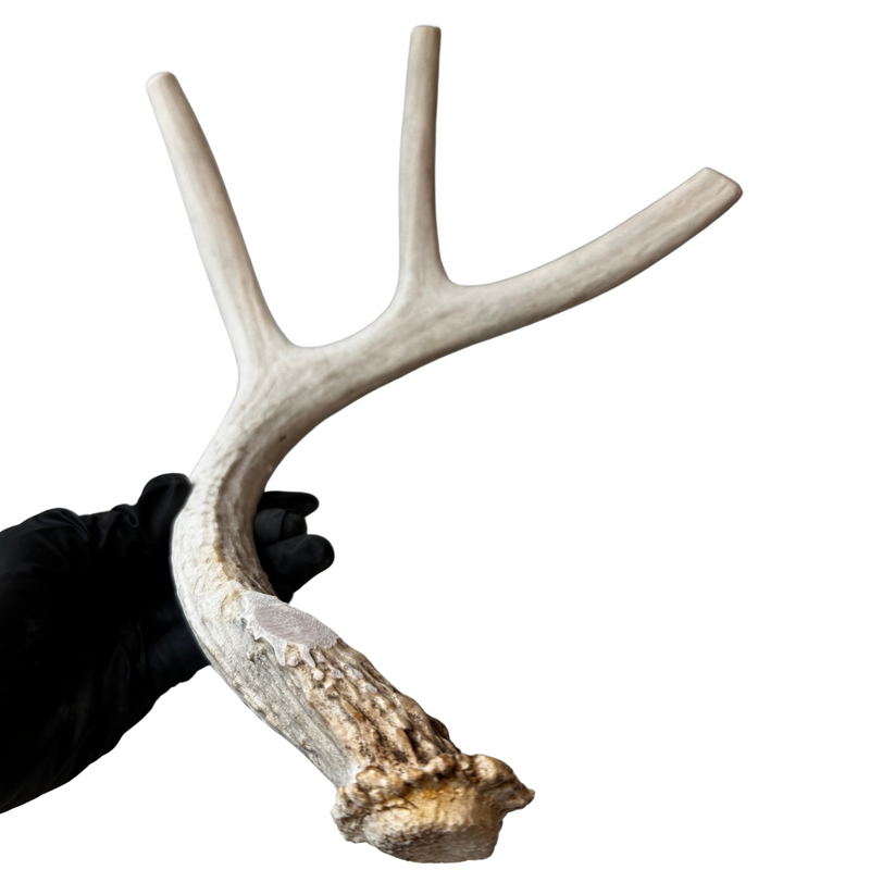 Whole Whitetail Deer Antler