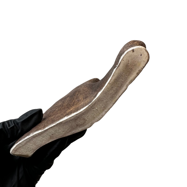 Moose Paddle (Medium Density)