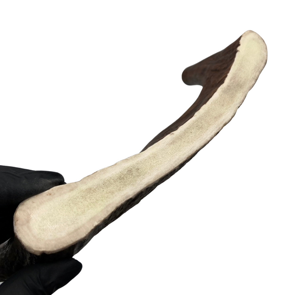 Large Moose Claw (Medium-high Density)