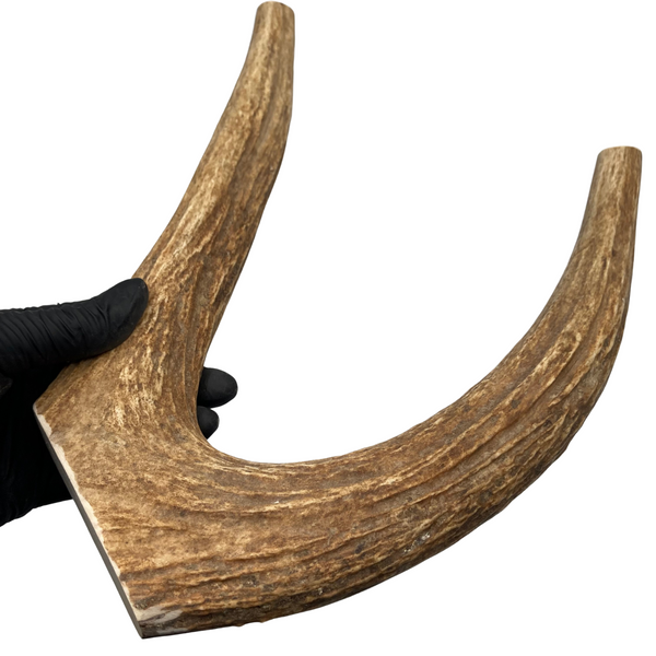 13" XL Moose Fork (Strong Chewers)