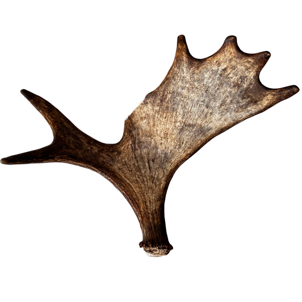 Large Whole Moose Antler