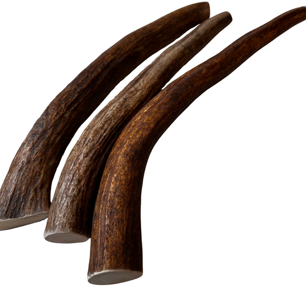 13" XL Moose Tines (Strong Chewers/3 Pack)