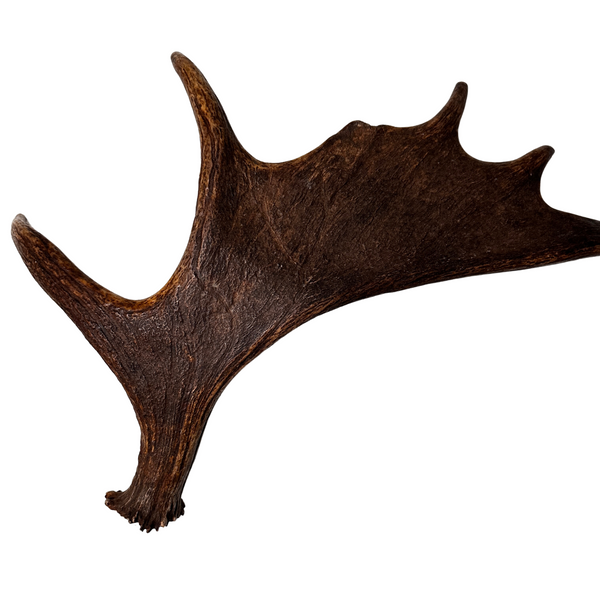 Large Whole Moose Antler