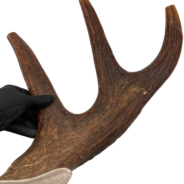 18" Gigantic Moose Fork (Strong Chewers)