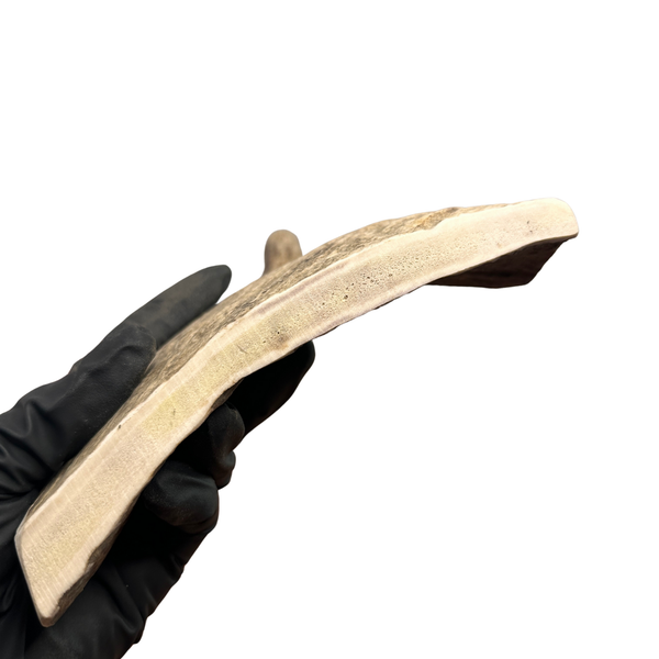 11" Large Moose Paddle + Tine (Medium-high Density)