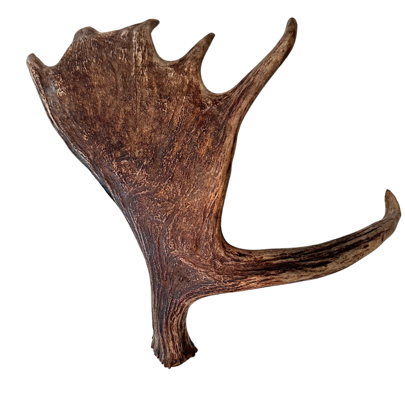 XL Whole Moose Antler