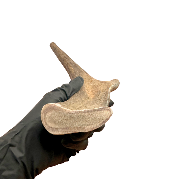 11.5" Moose Tine (Medium-high Density)