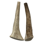 Moose Tines (Strong Chewers)