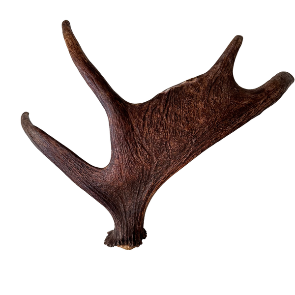 Large Whole Moose Antler