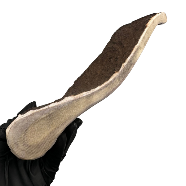 Moose Paddle (Medium-high Density)