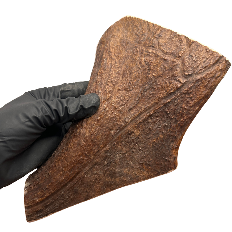 Large Thicker Moose Chunk (Strong Chewers)