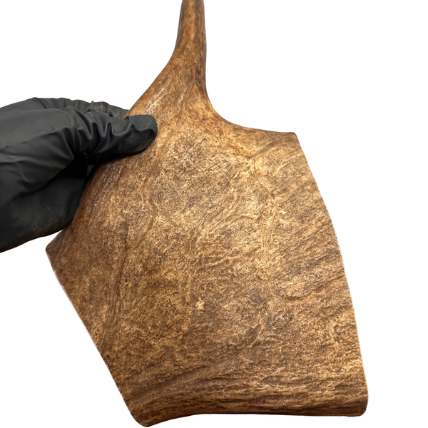 XL Moose Paddle (Medium Density)